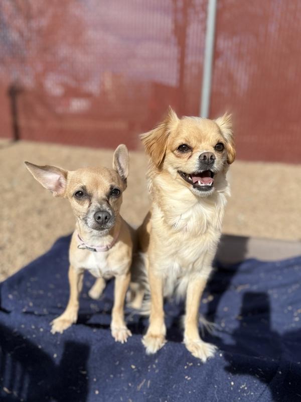 Enlarge Little Mama, a Adoptable mixed breed in Littleton, CO image 3/6