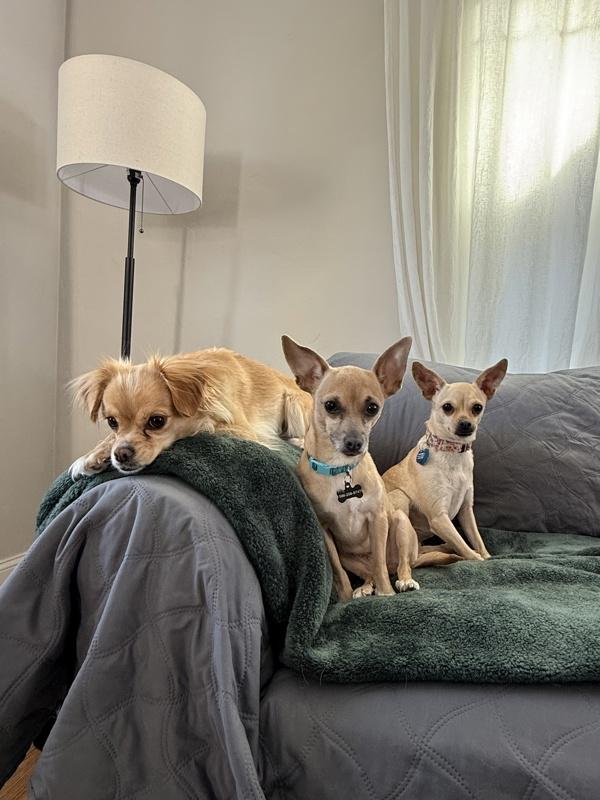 Enlarge Little Mama, a Adoptable mixed breed in Littleton, CO image 4/6