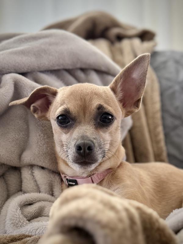 Enlarge Little Mama, a Adoptable mixed breed in Littleton, CO image 5/6