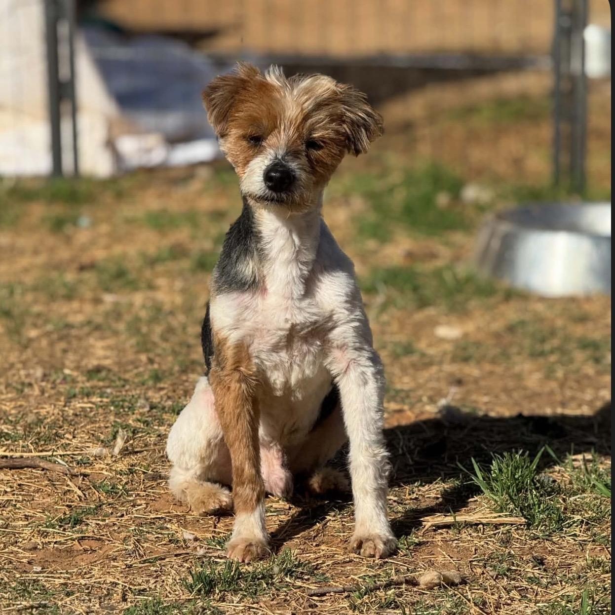 Enlarge Peppy , a ADOPTABLE Yorkshire Terrier in Pelham, NH image 3/6
