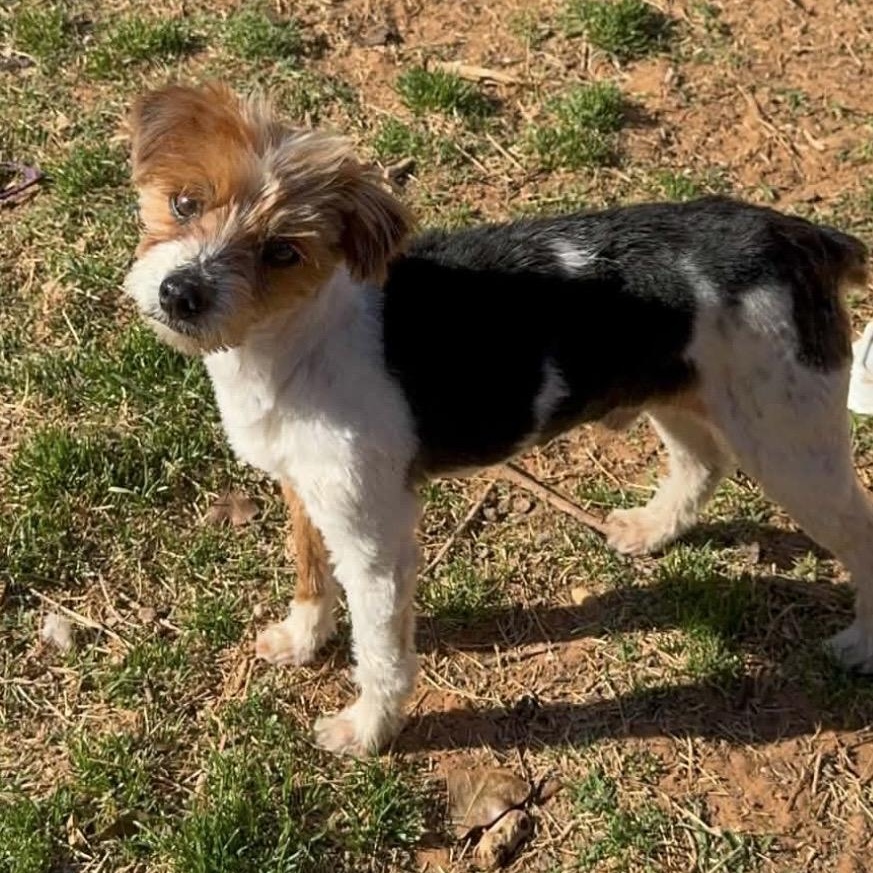 Enlarge Peppy , a ADOPTABLE Yorkshire Terrier in Pelham, NH image 5/6