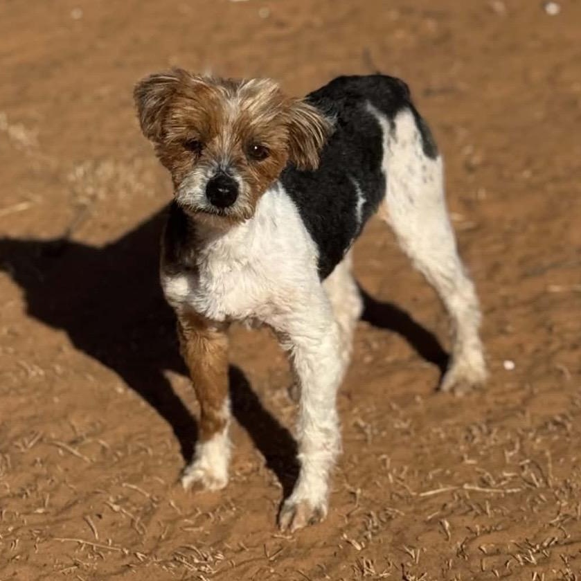 Enlarge Peppy , a ADOPTABLE Yorkshire Terrier in Pelham, NH image 6/6