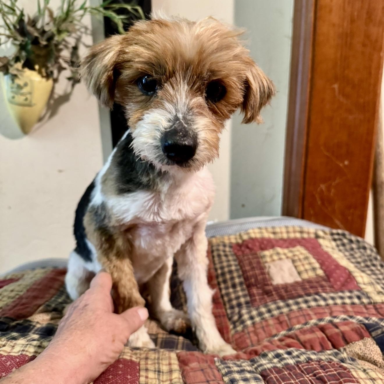 Enlarge Peppy , a ADOPTABLE Yorkshire Terrier in Pelham, NH image 4/6