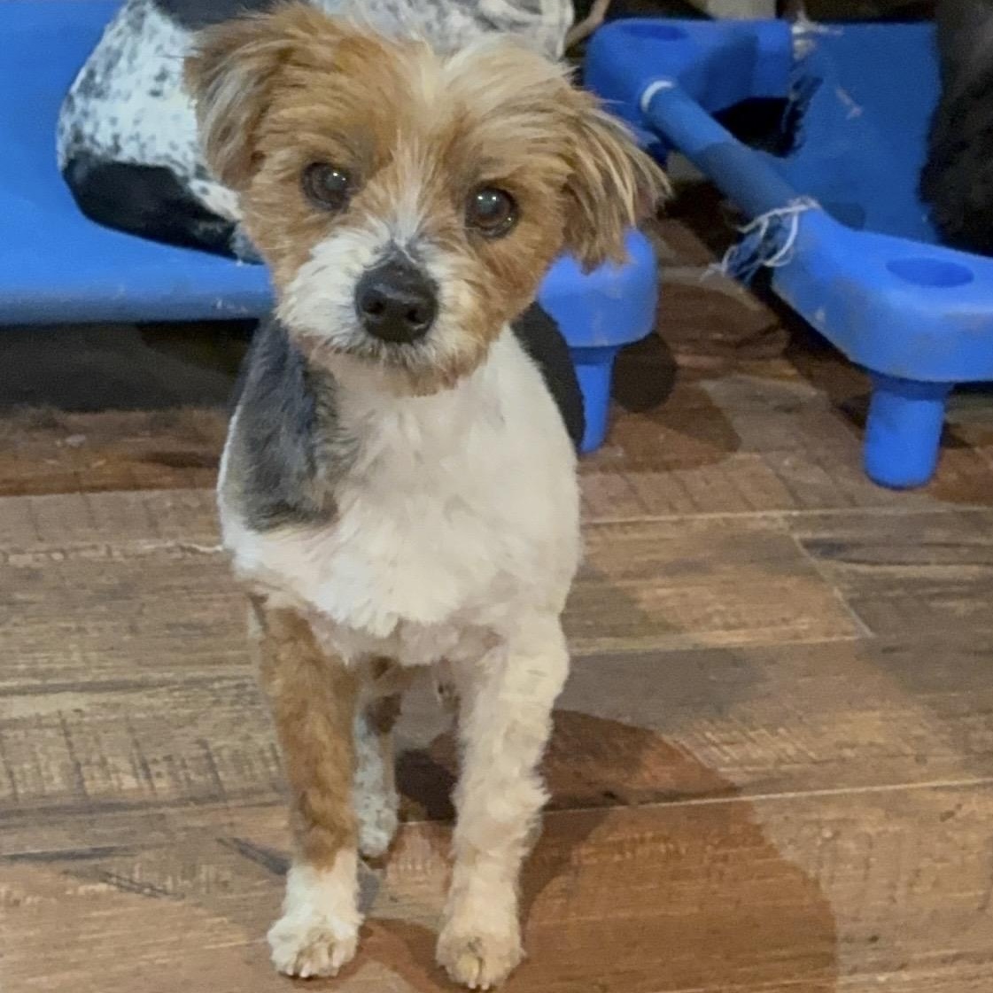 Enlarge Peppy , a ADOPTABLE Yorkshire Terrier in Pelham, NH image 2/6