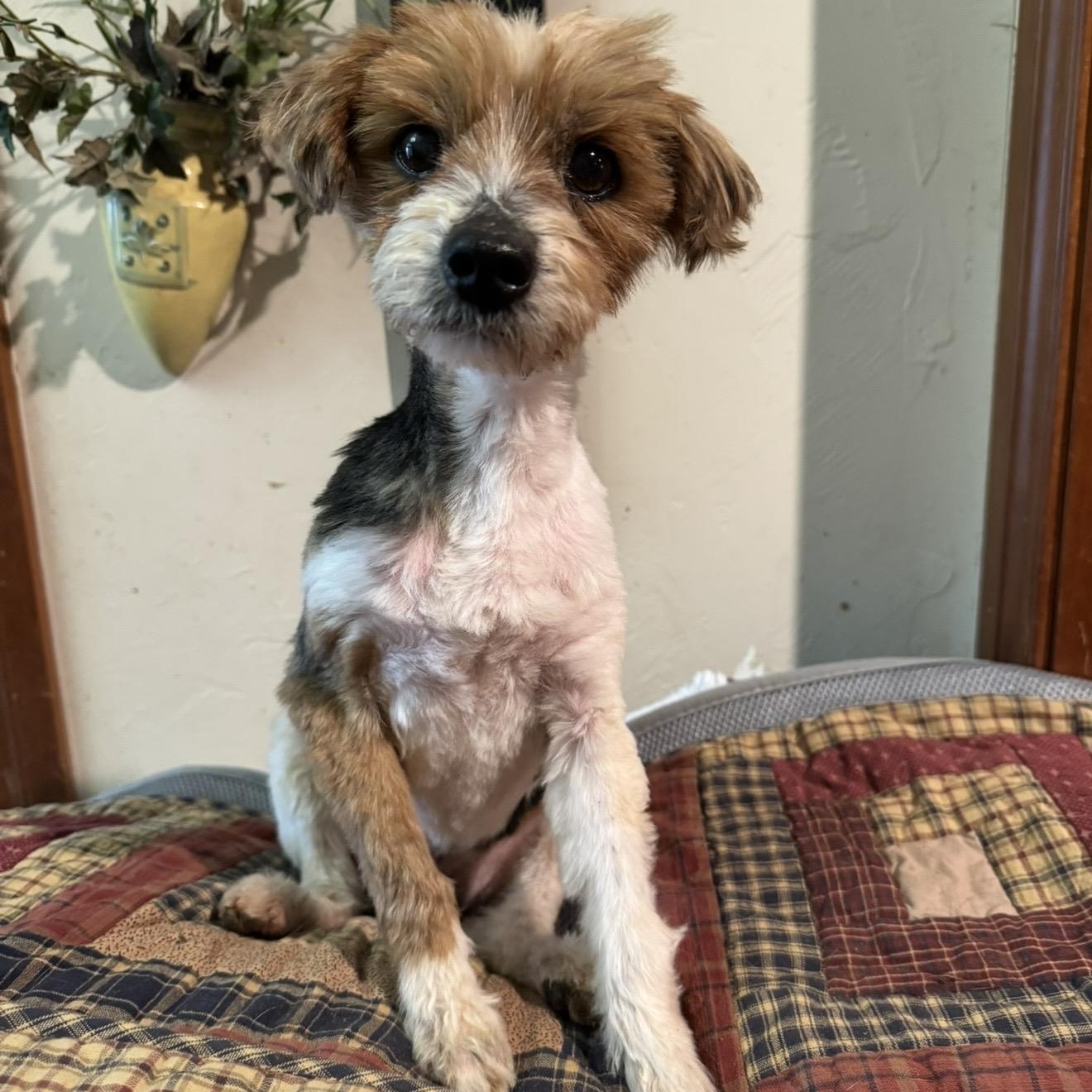 Peppy , ADOPTABLE, Adult Male Yorkshire Terrier.