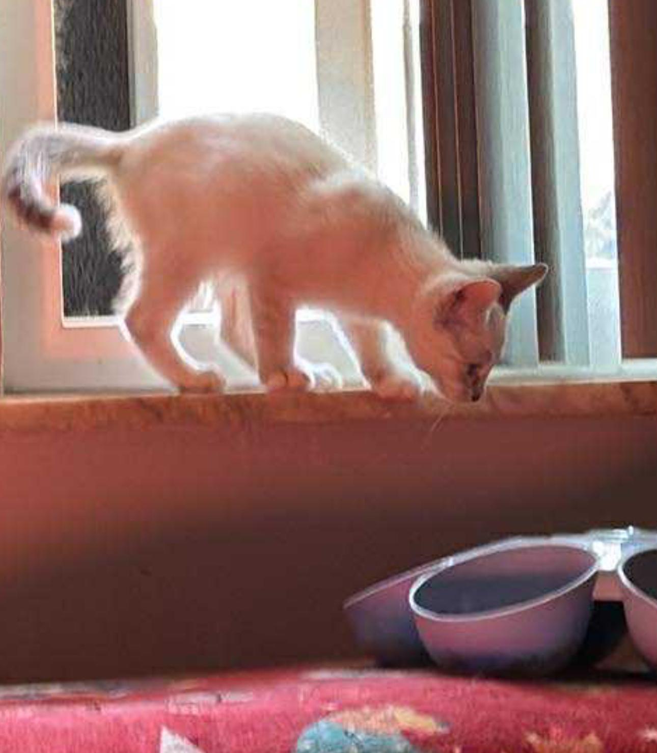 Enlarge Sissy, a Adopted mixed breed in Kissimmee, FL image 3/5