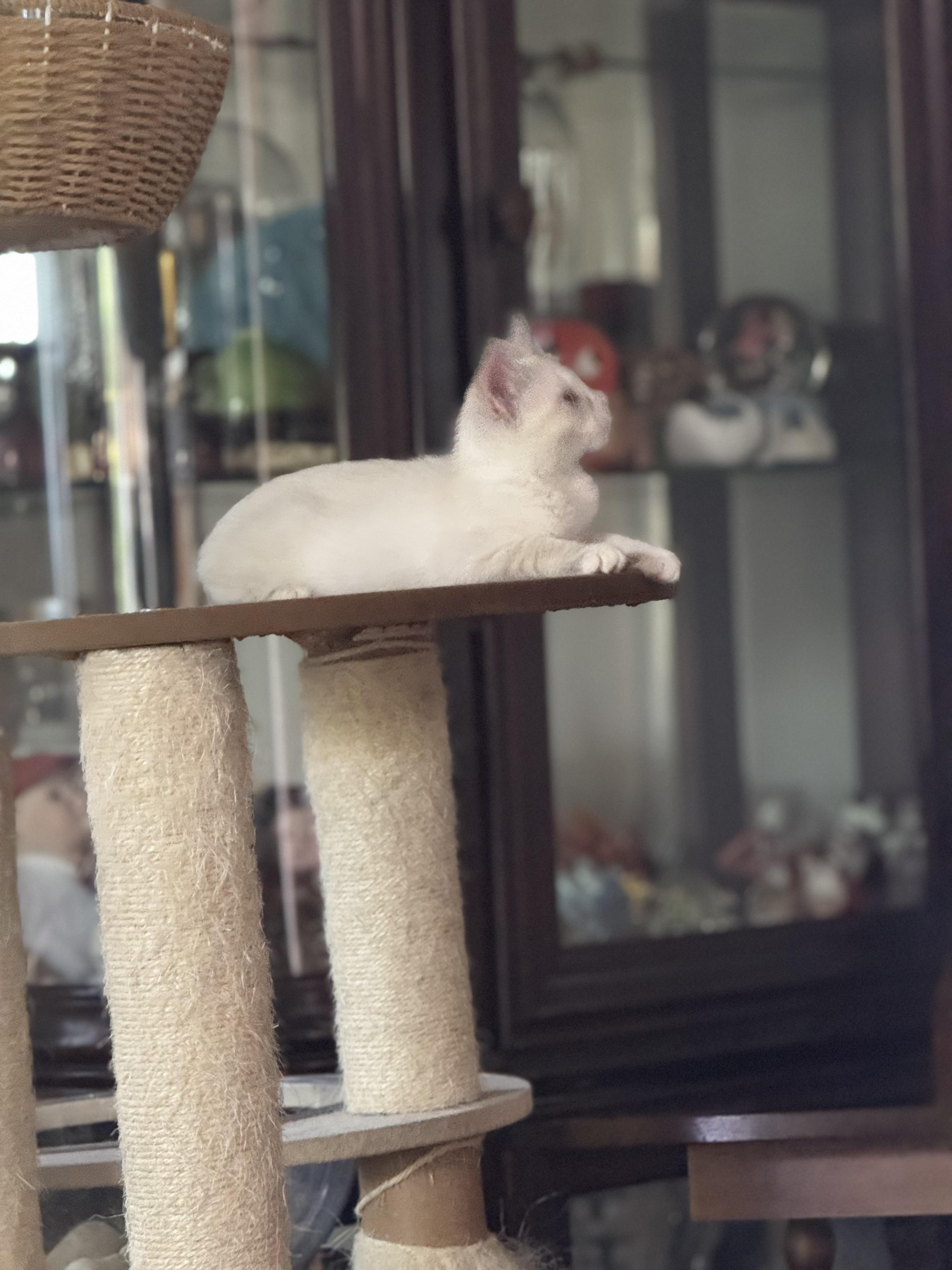 Enlarge Sissy, a Adopted mixed breed in Kissimmee, FL image 4/5