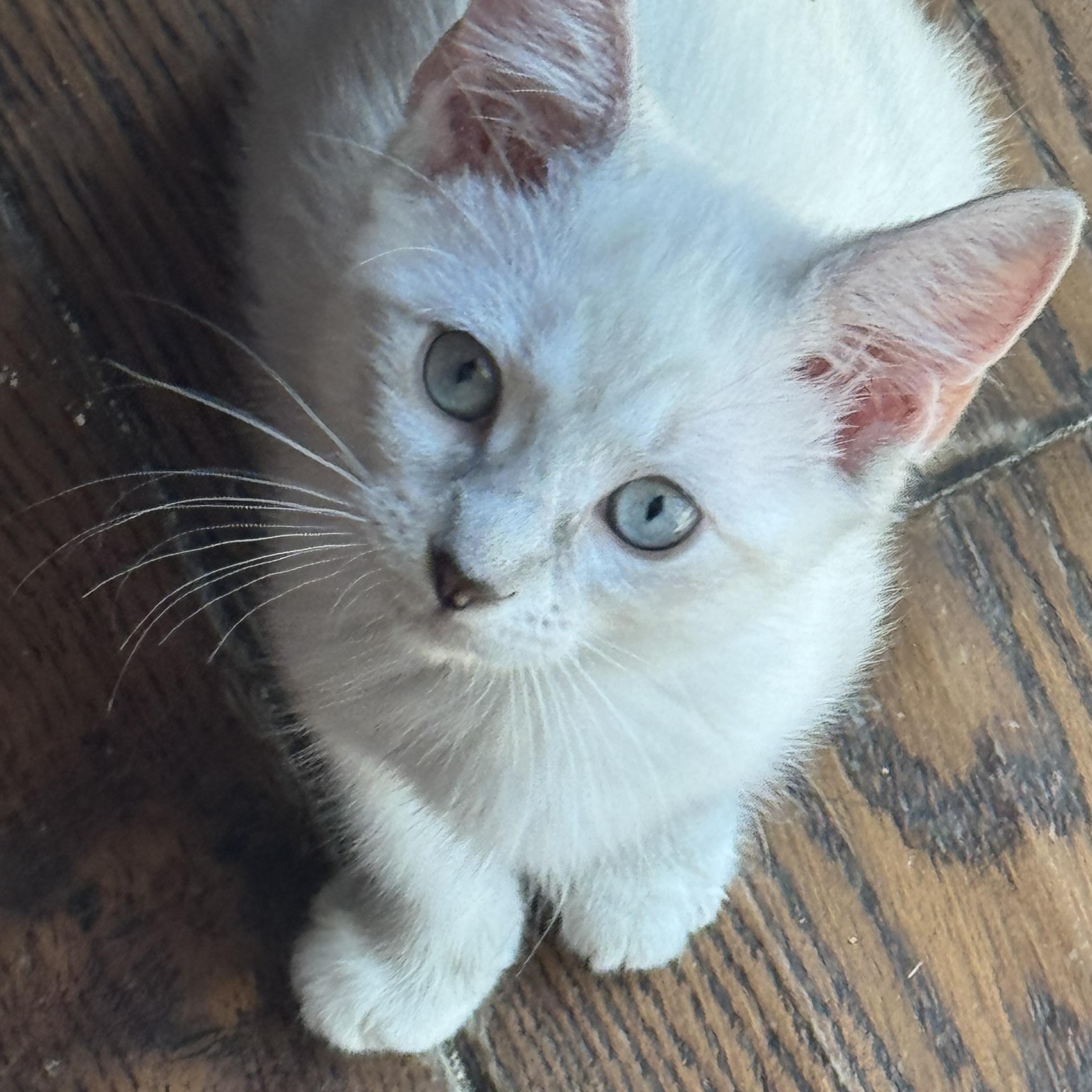 Enlarge Sissy, a Adopted mixed breed in Kissimmee, FL image 1/5