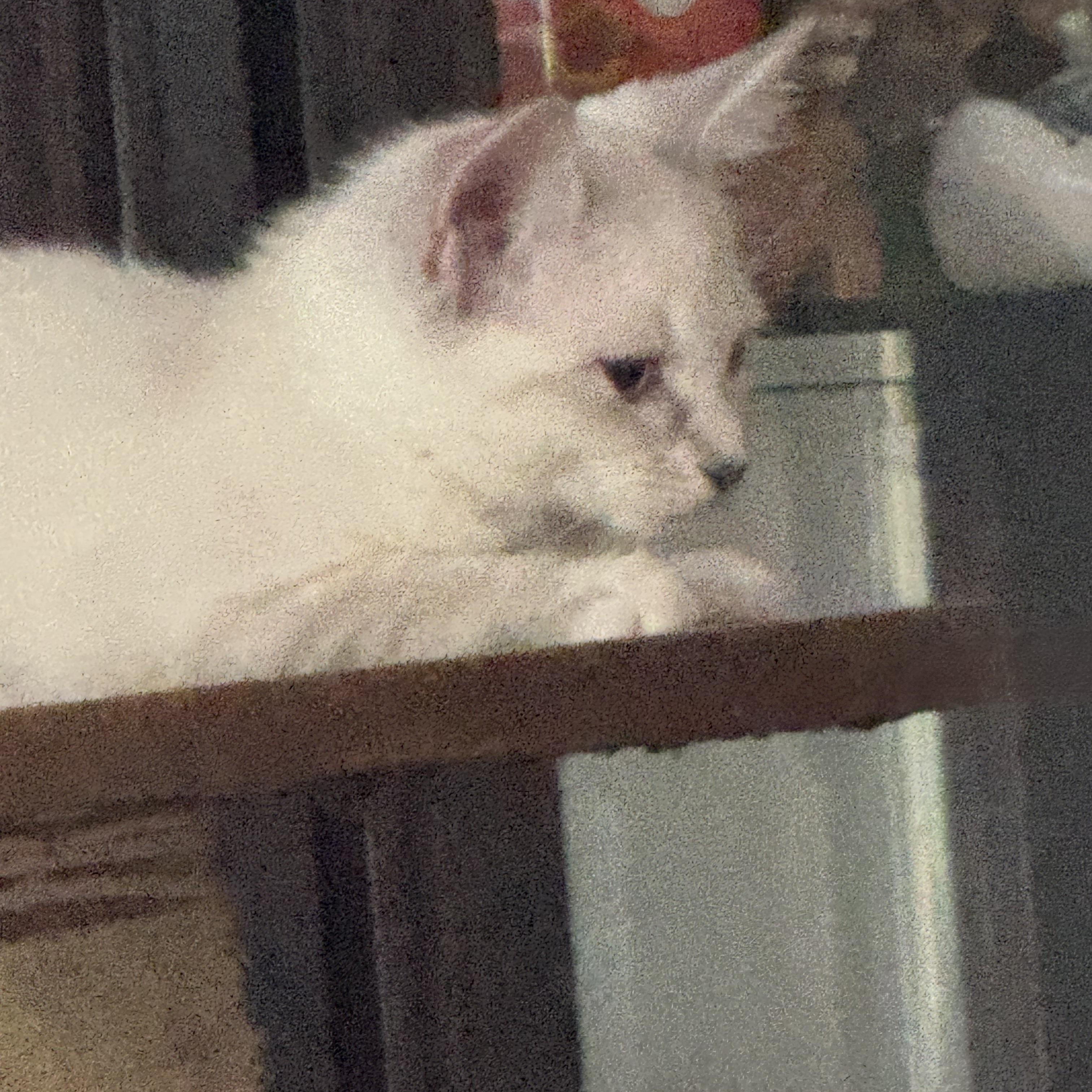 Enlarge Sissy, a Adopted mixed breed in Kissimmee, FL image 5/5