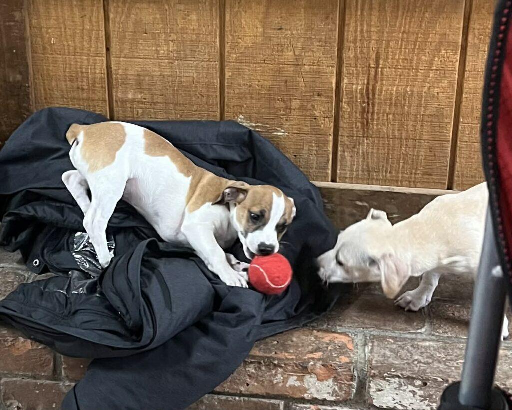 Gidget, an adopted mixed breed in Red Hook, NY image 2/4