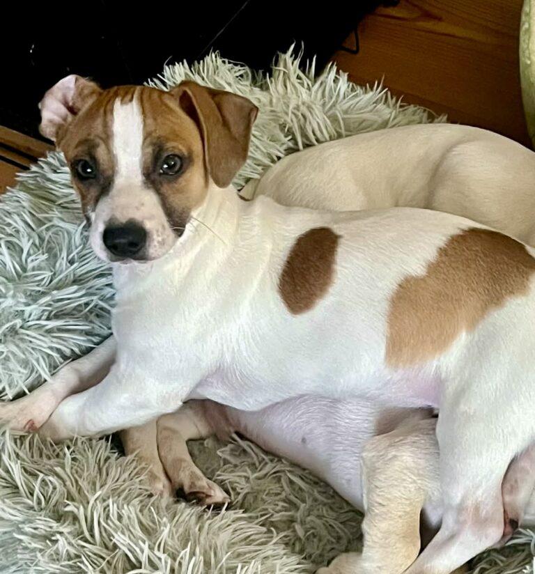 Gidget, adopted, Puppy Female Chihuahua.