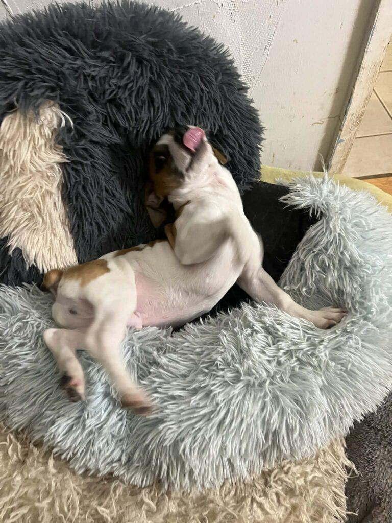 Gidget, an adopted mixed breed in Red Hook, NY image 4/4