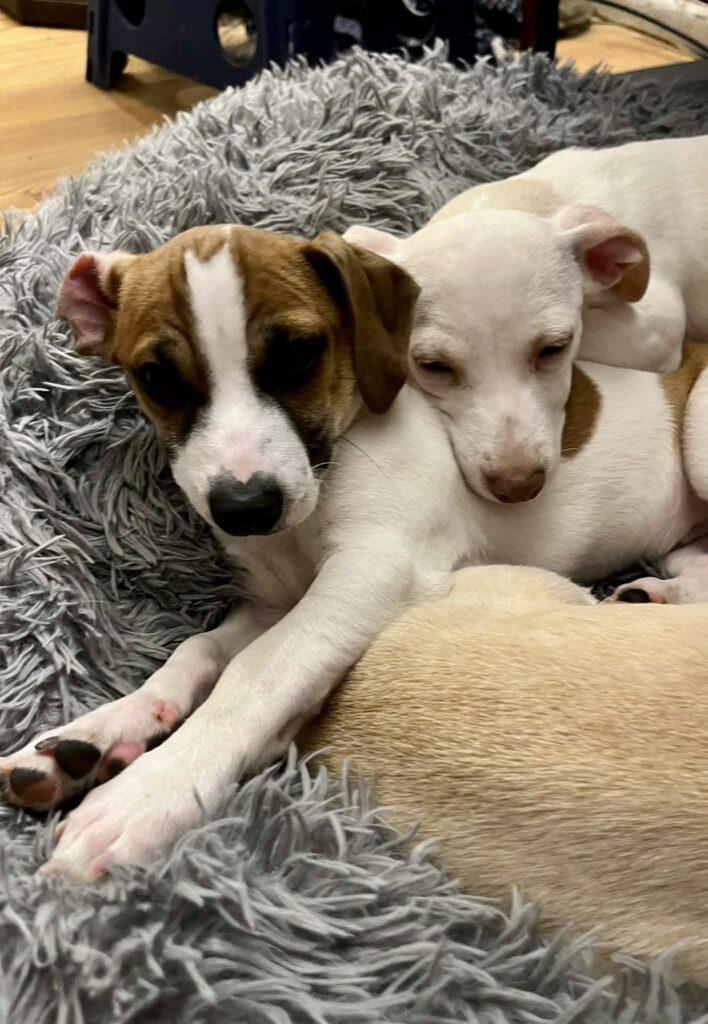 Gidget, an adopted mixed breed in Red Hook, NY image 3/4