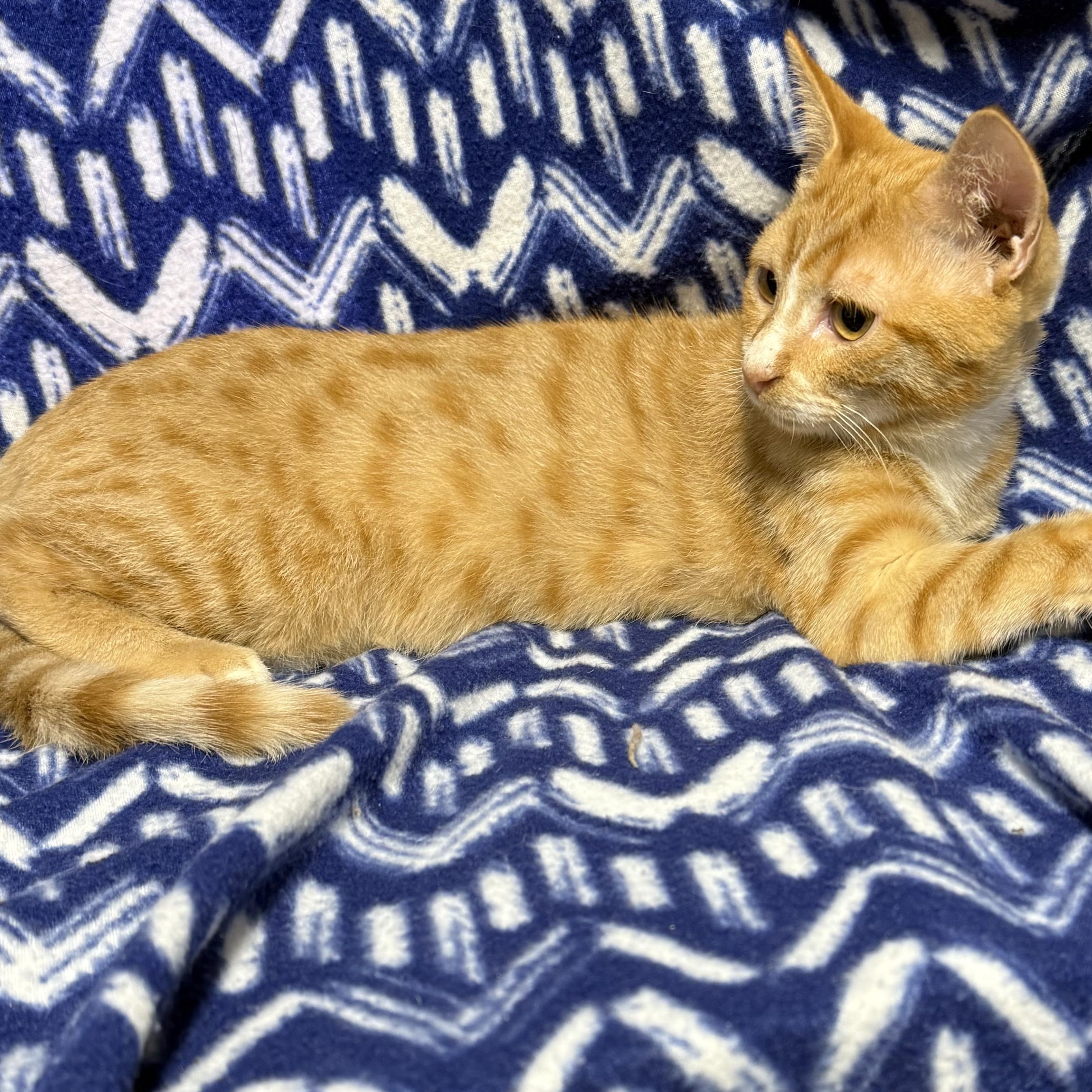 Enlarge Hook, a ADOPTABLE Domestic Short Hair in Anderson, SC image 1/3