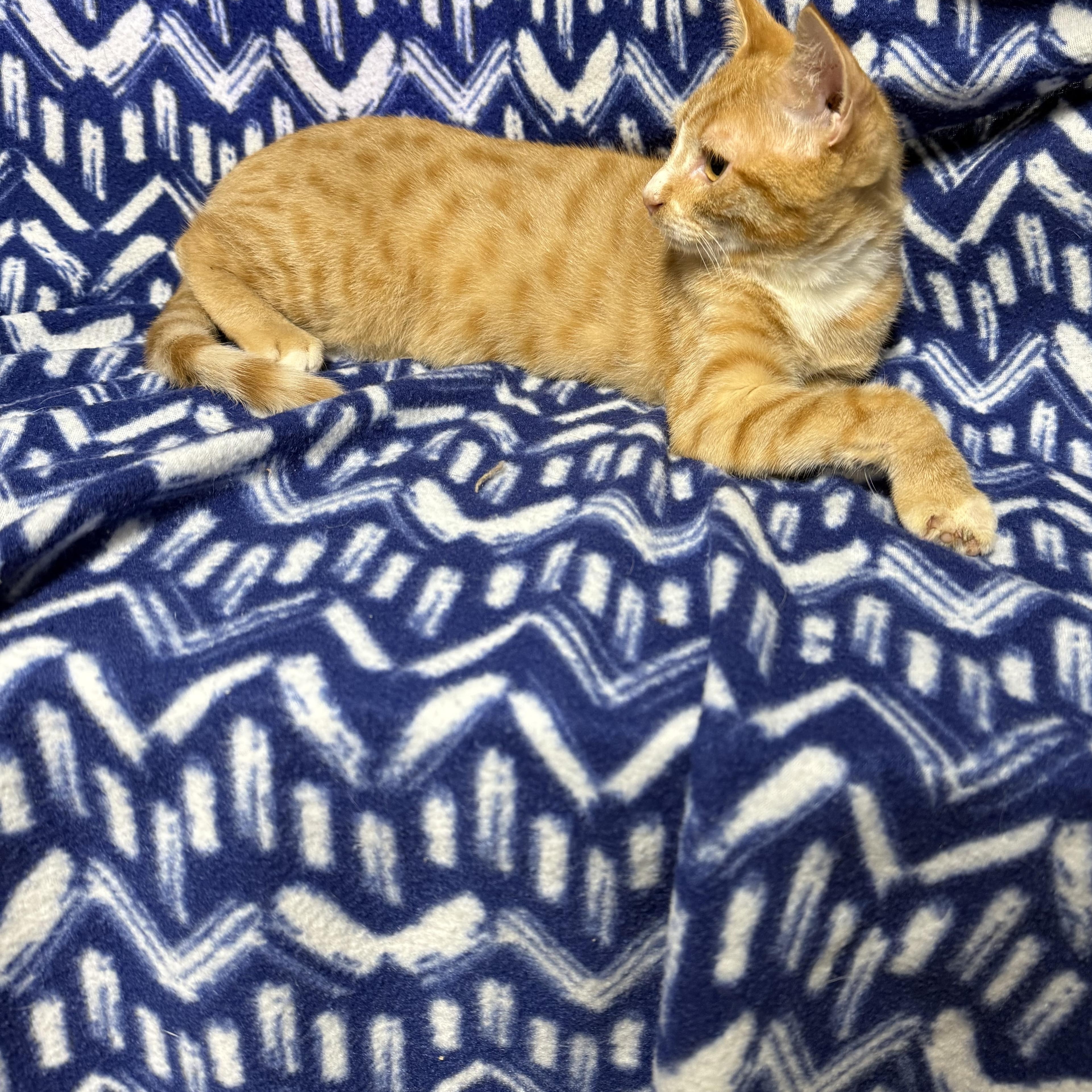 Enlarge Hook, a ADOPTABLE Domestic Short Hair in Anderson, SC image 2/3