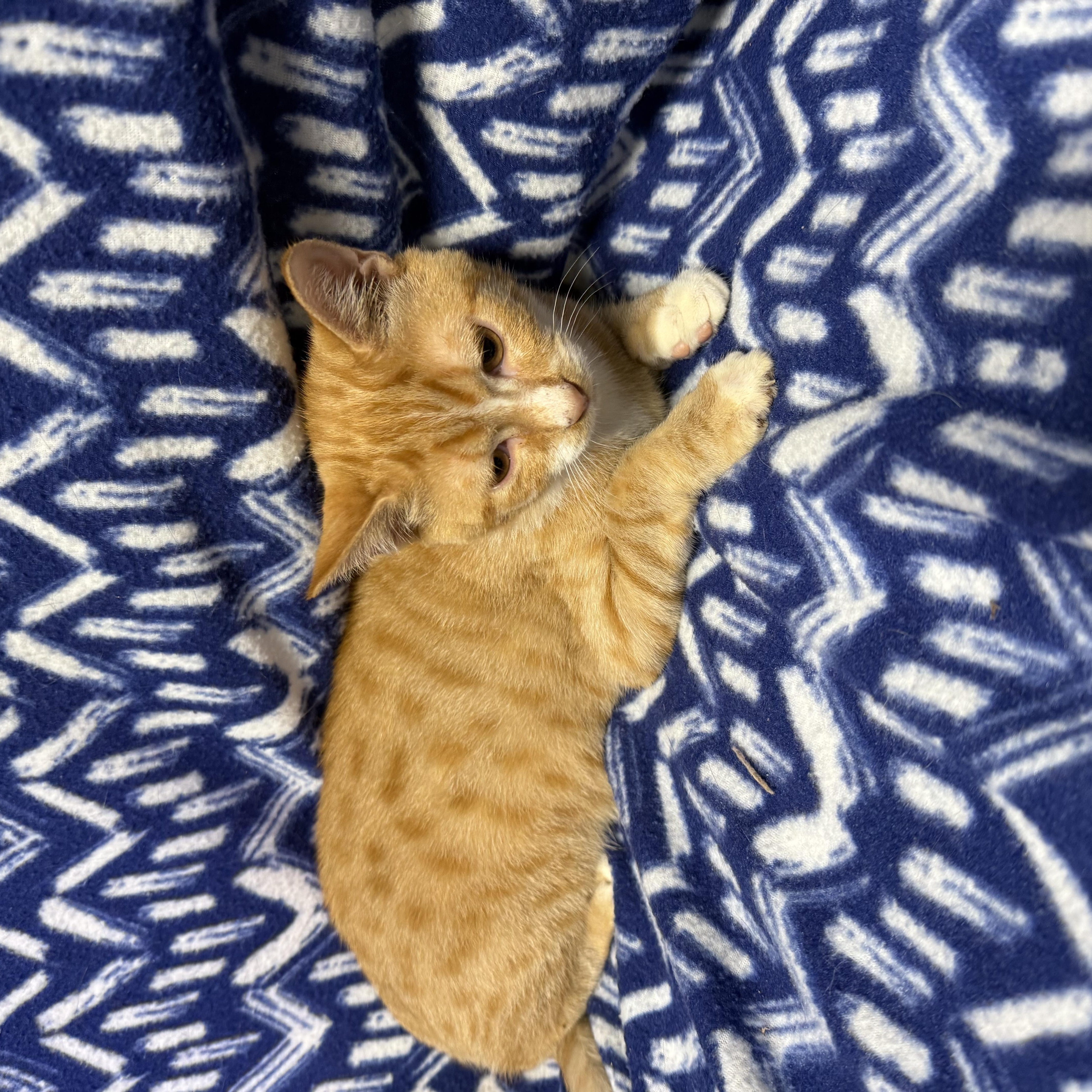 Enlarge Hook, a ADOPTABLE Domestic Short Hair in Anderson, SC image 3/3
