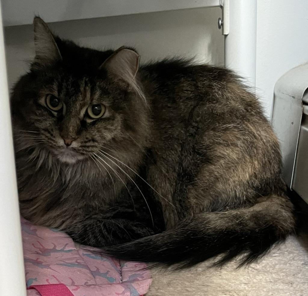 Enlarge Athena, a Adoptable mixed breed in St. Cloud, MN image 1/2