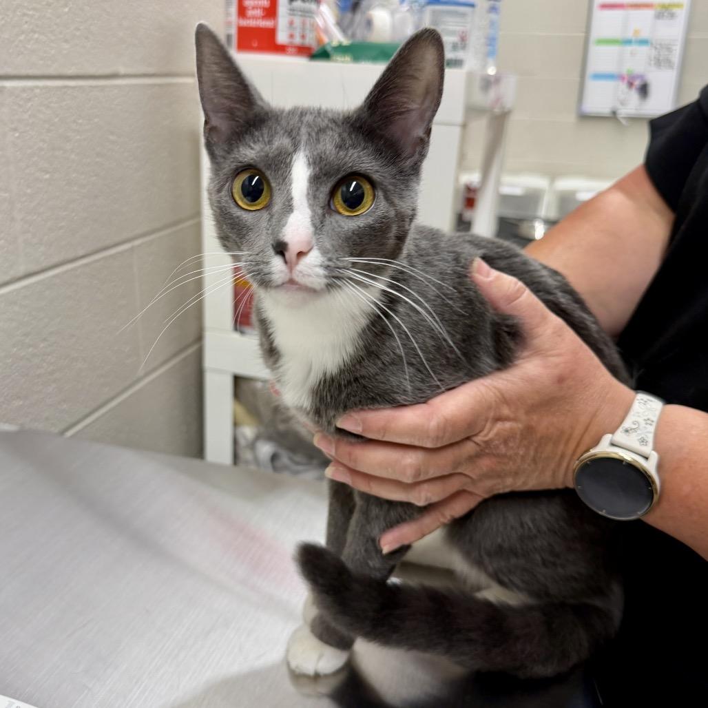 Enlarge Shauna, a Adoptable Domestic Short Hair in Middleburg Heights , OH image 1/6