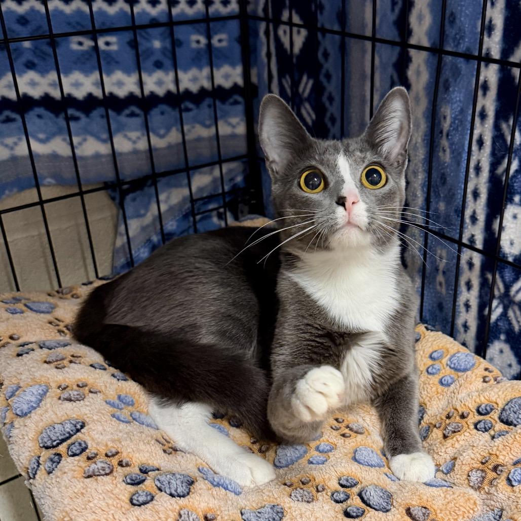 Enlarge Shauna, a Adoptable Domestic Short Hair in Middleburg Heights , OH image 2/6