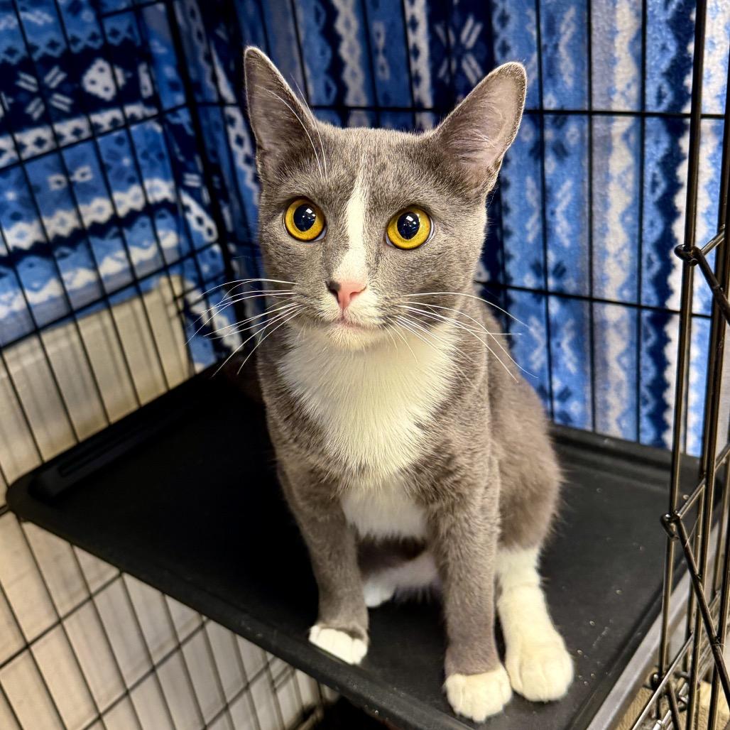 Enlarge Shauna, a Adoptable Domestic Short Hair in Middleburg Heights , OH image 3/6