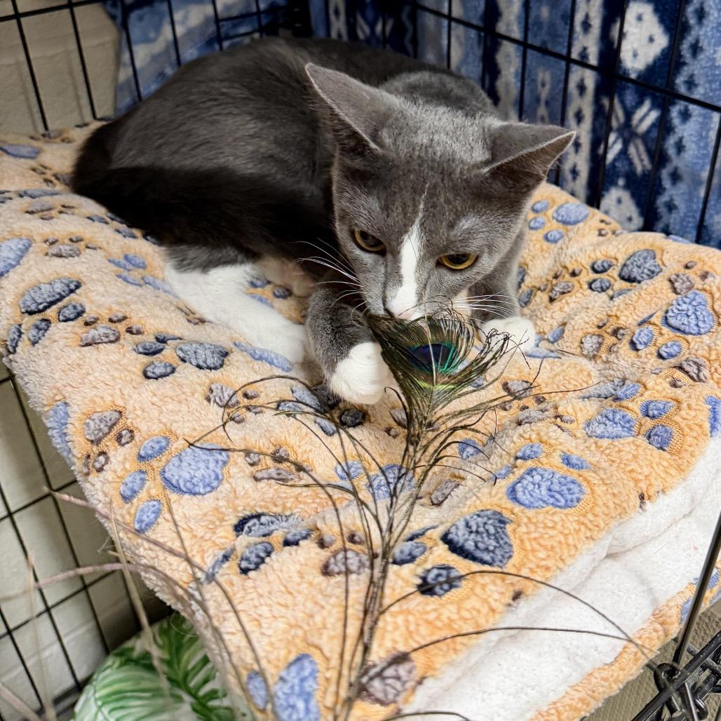 Enlarge Shauna, a Adoptable Domestic Short Hair in Middleburg Heights , OH image 4/6