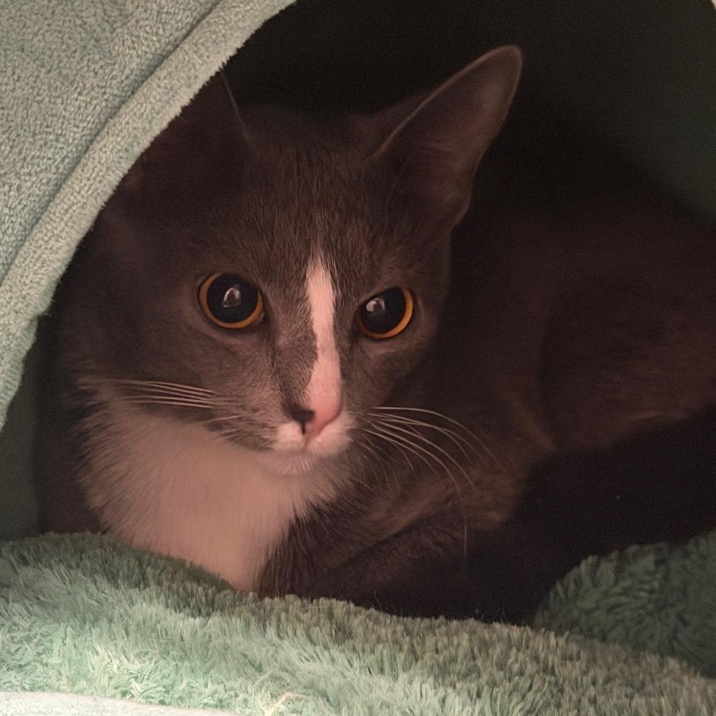 Enlarge Shauna, a Adoptable Domestic Short Hair in Middleburg Heights , OH image 5/6
