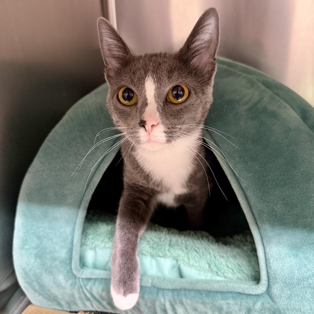 Enlarge Shauna, a Adoptable Domestic Short Hair in Middleburg Heights , OH image 6/6