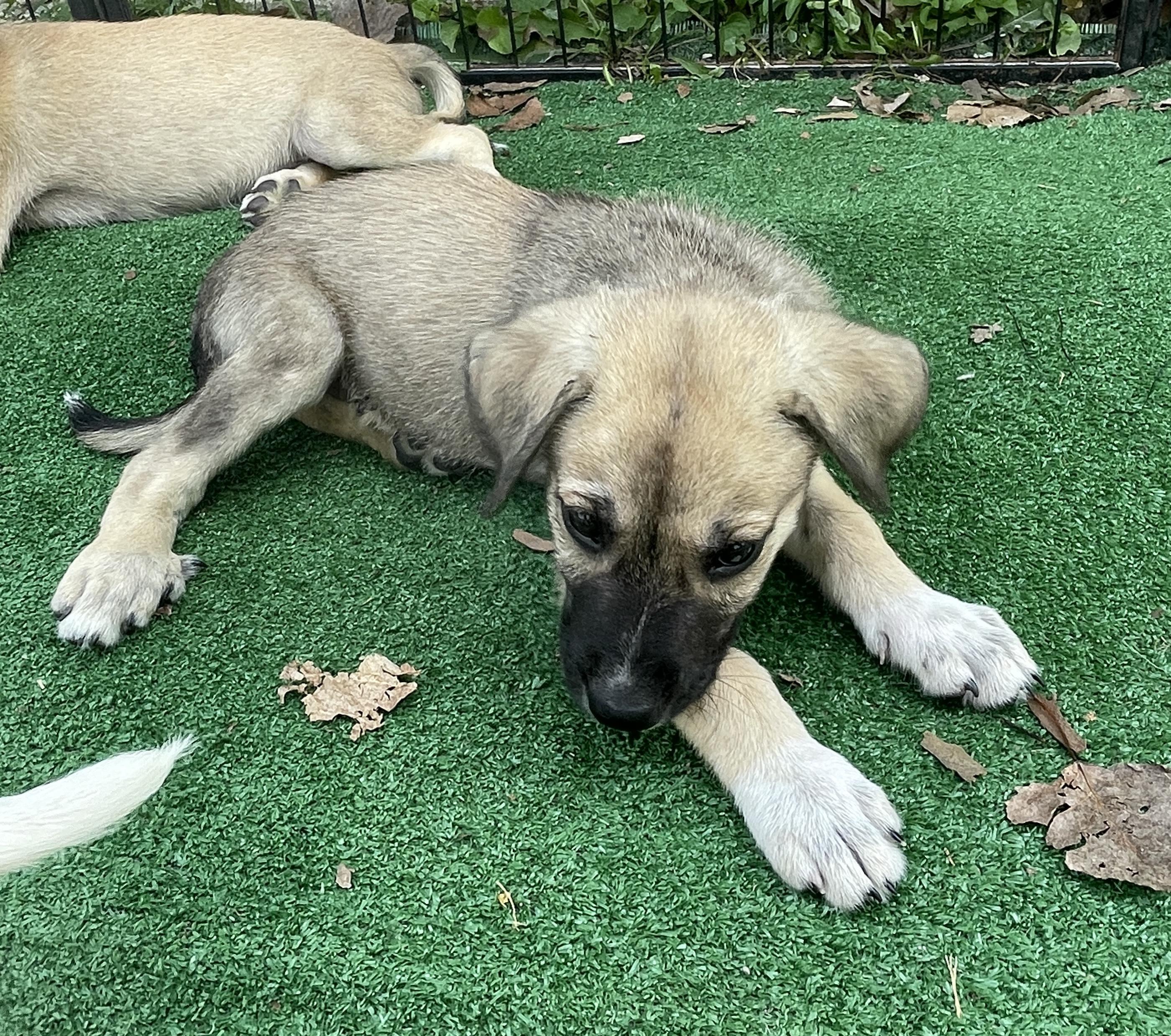 QUINCY, Adoptable, Young Male Great Pyrenees & Mixed Breed.