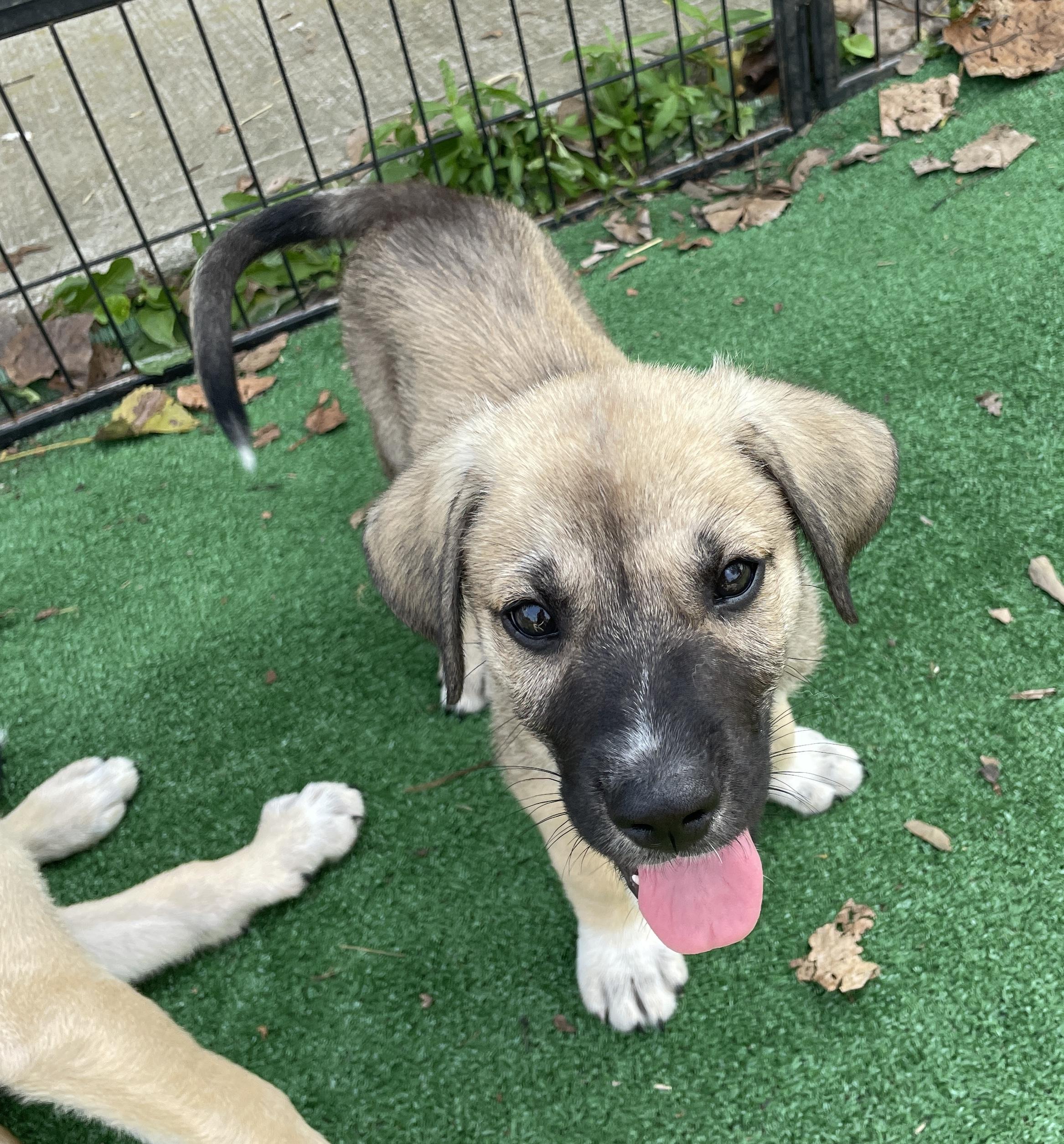 QUINCY, a Adoptable mixed breed in Cincinnati, OH image 2/3