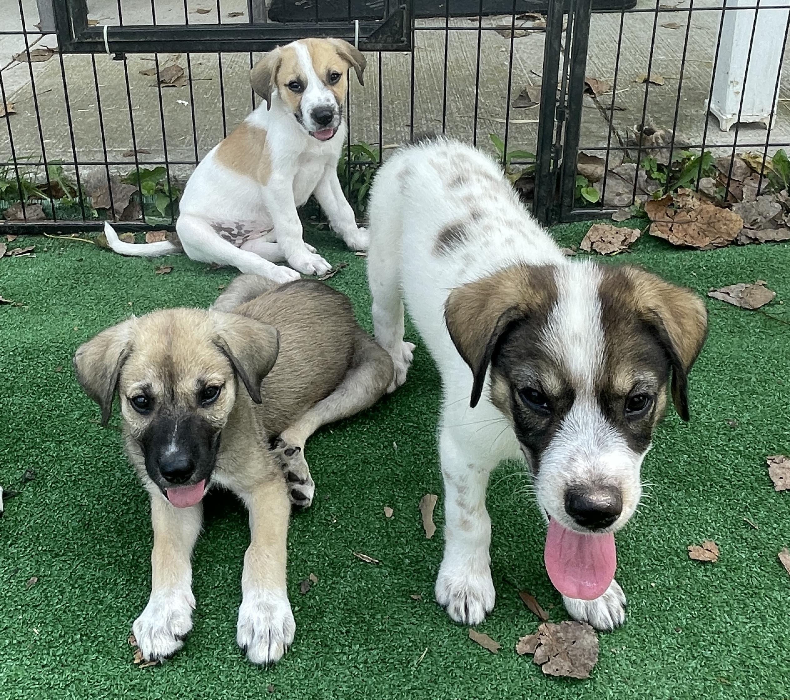 QUINCY, a Adoptable mixed breed in Cincinnati, OH image 3/3