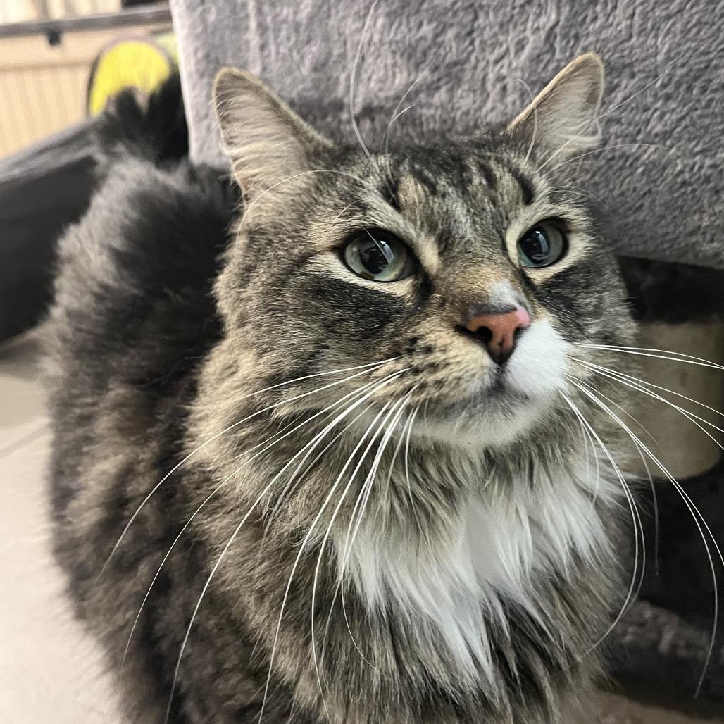 Enlarge Taz, a Adoptable Domestic Long Hair in Las Vegas, NV image 2/3