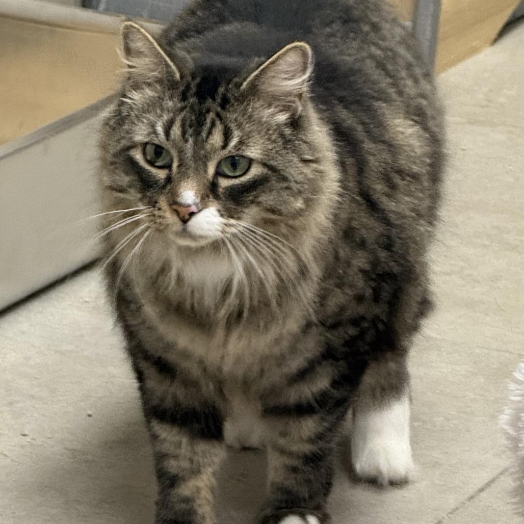 Enlarge Taz, a Adoptable Domestic Long Hair in Las Vegas, NV image 3/3