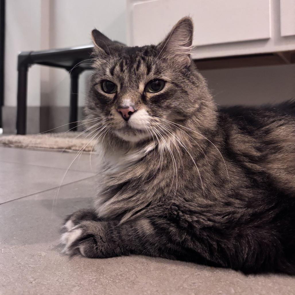 Taz, a Adoptable Domestic Long Hair in Las Vegas, NV image 4/6
