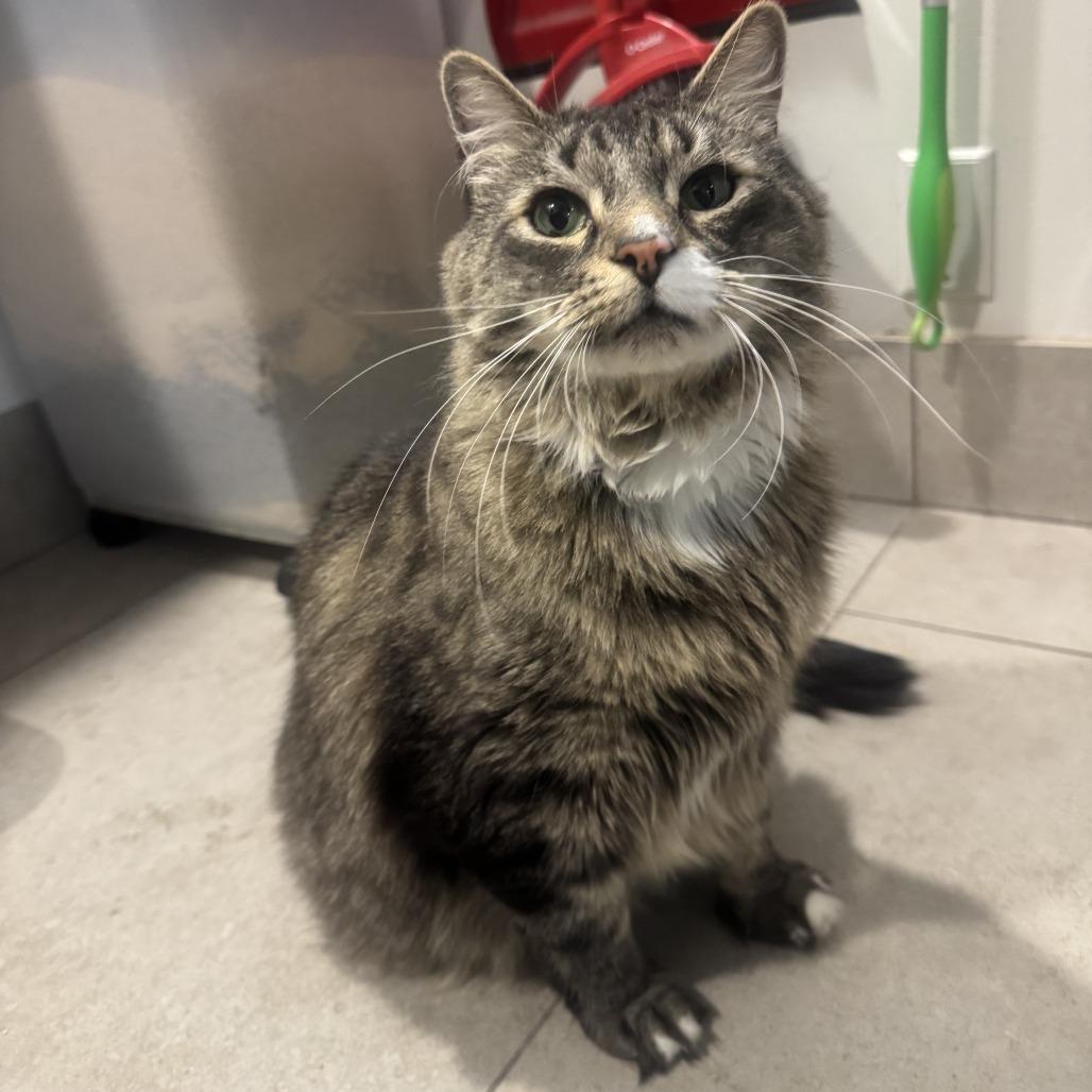 Taz, a Adoptable Domestic Long Hair in Las Vegas, NV image 5/6