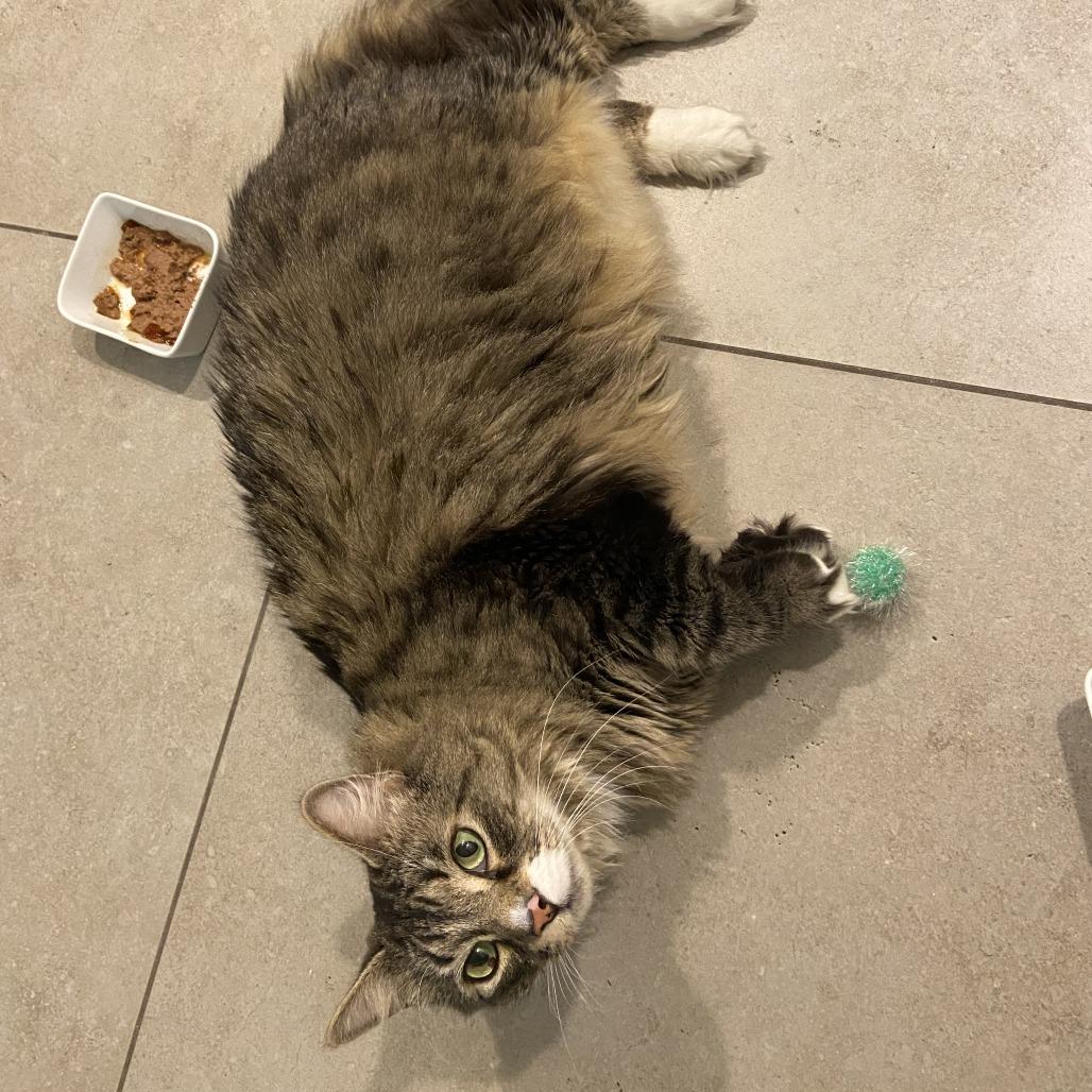 Taz, a Adoptable Domestic Long Hair in Las Vegas, NV image 6/6