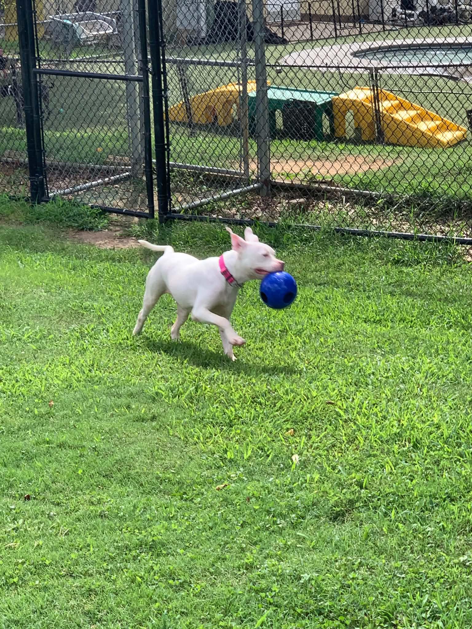 Jasmine, a ADOPTABLE mixed breed in Douglas, MA image 6/6
