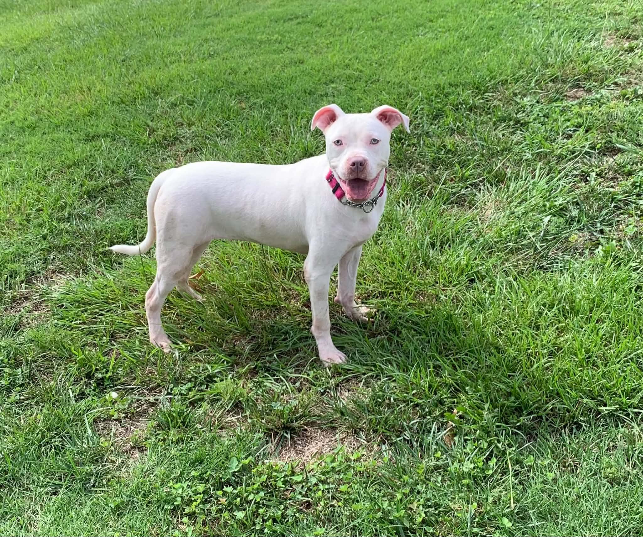 Jasmine, a ADOPTABLE mixed breed in Douglas, MA image 3/6