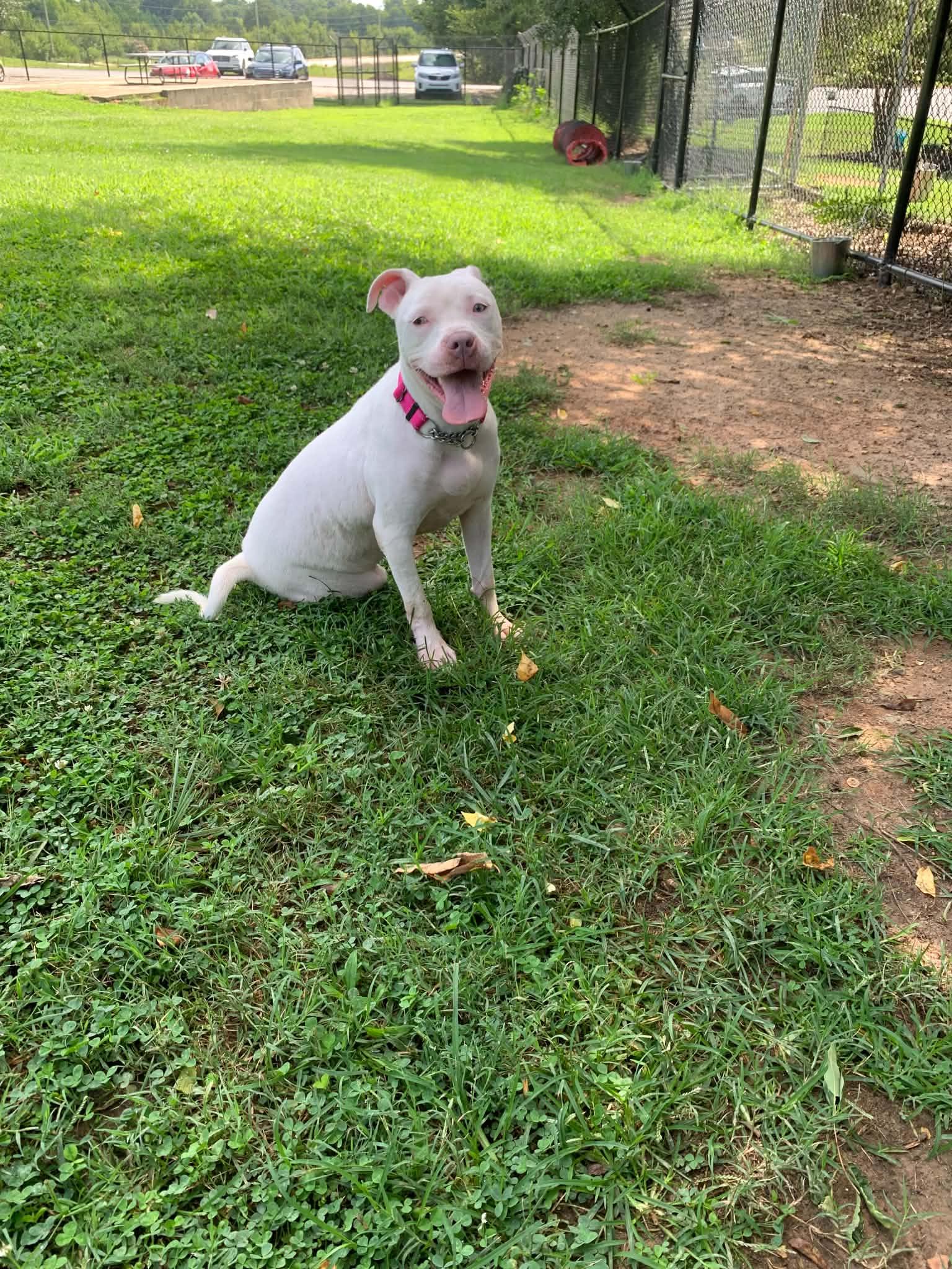 Jasmine, a ADOPTABLE mixed breed in Douglas, MA image 2/6