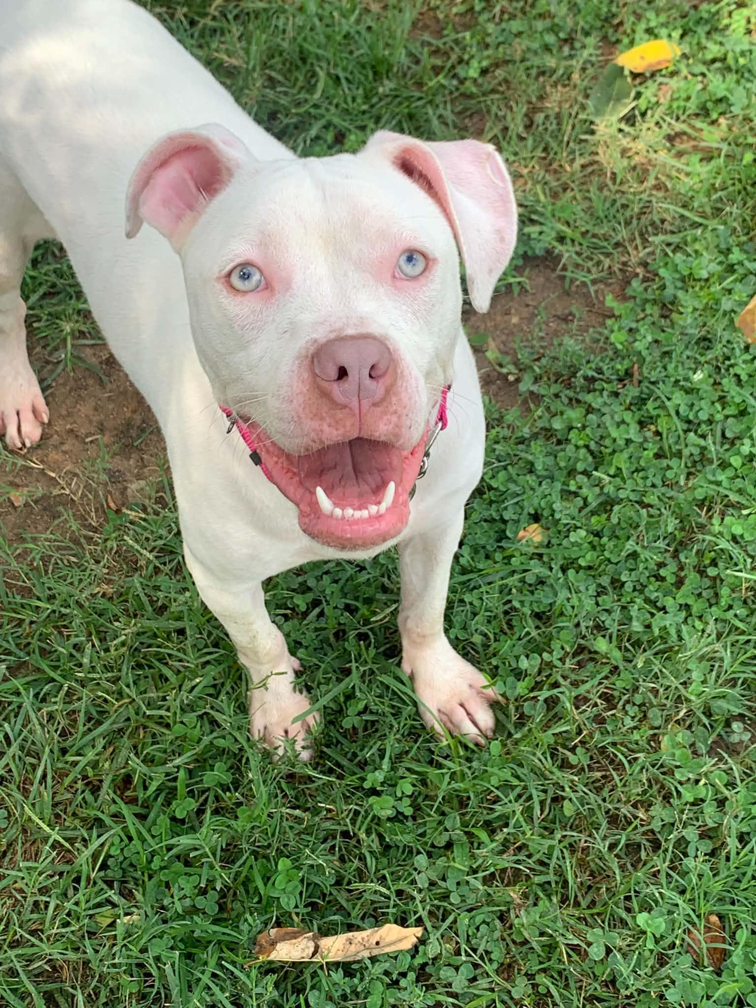 Jasmine, a ADOPTABLE mixed breed in Douglas, MA image 5/6