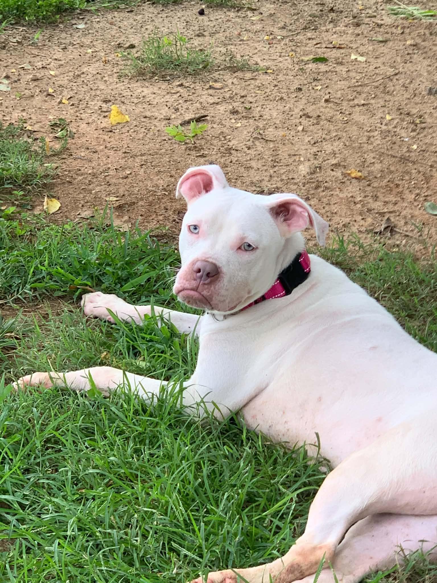 Jasmine, a ADOPTABLE mixed breed in Douglas, MA image 1/6