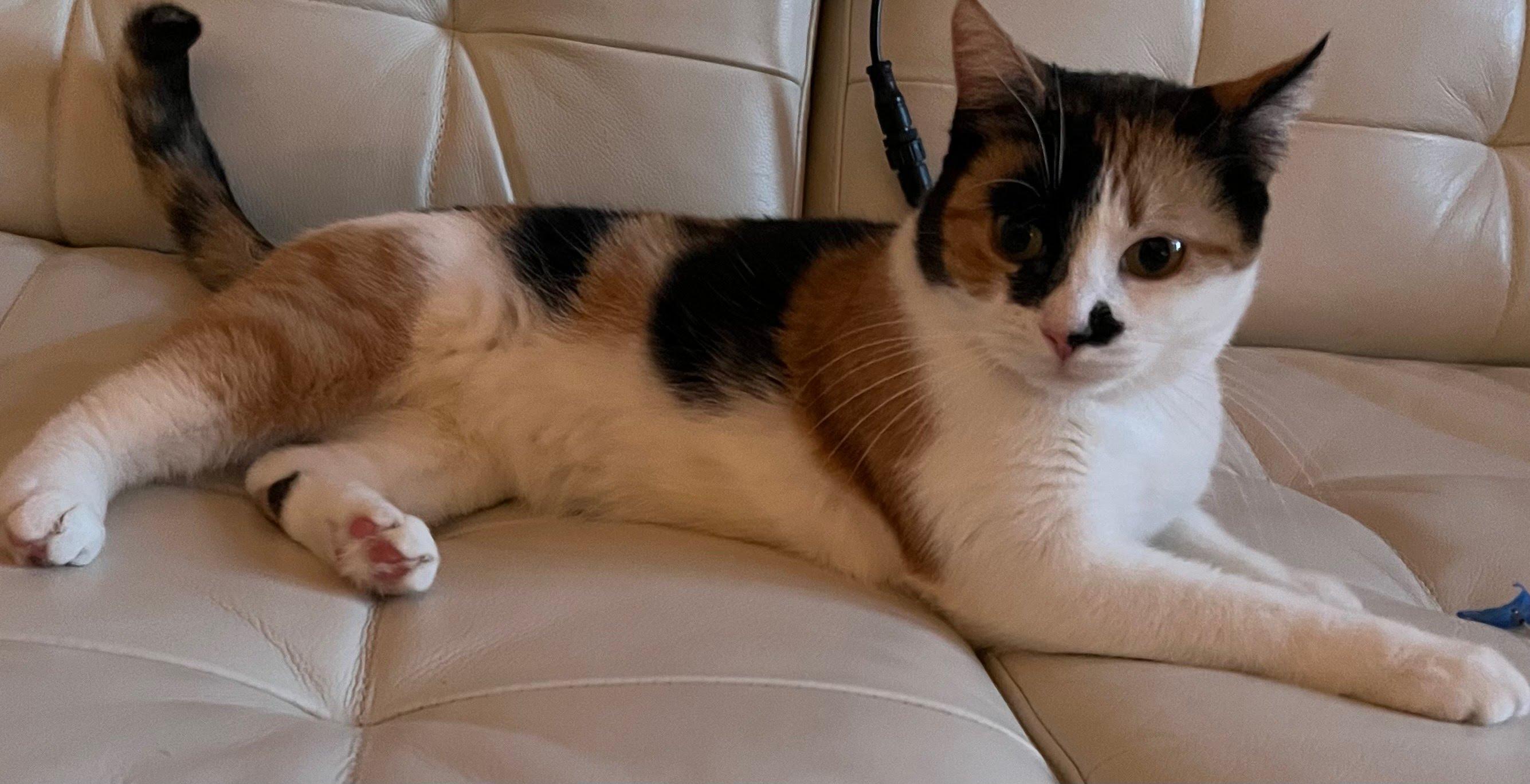 Cindy (Reduced adoption fee), an adopted Domestic Short Hair in Melrose, MA image 5/6