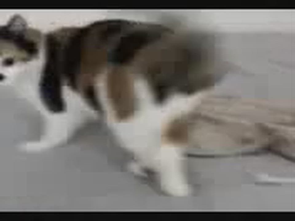 Enlarge Cindy (Reduced adoption fee), an adopted Domestic Short Hair in Melrose, MA video 4/6