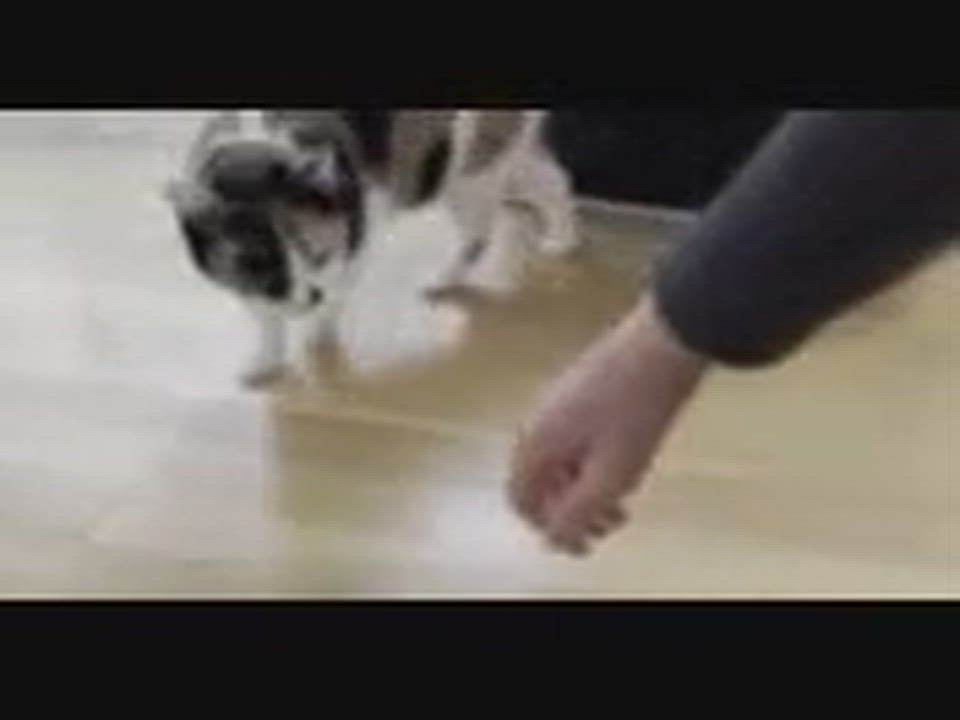 Enlarge Cindy (Reduced adoption fee), an adopted Domestic Short Hair in Melrose, MA video 2/6