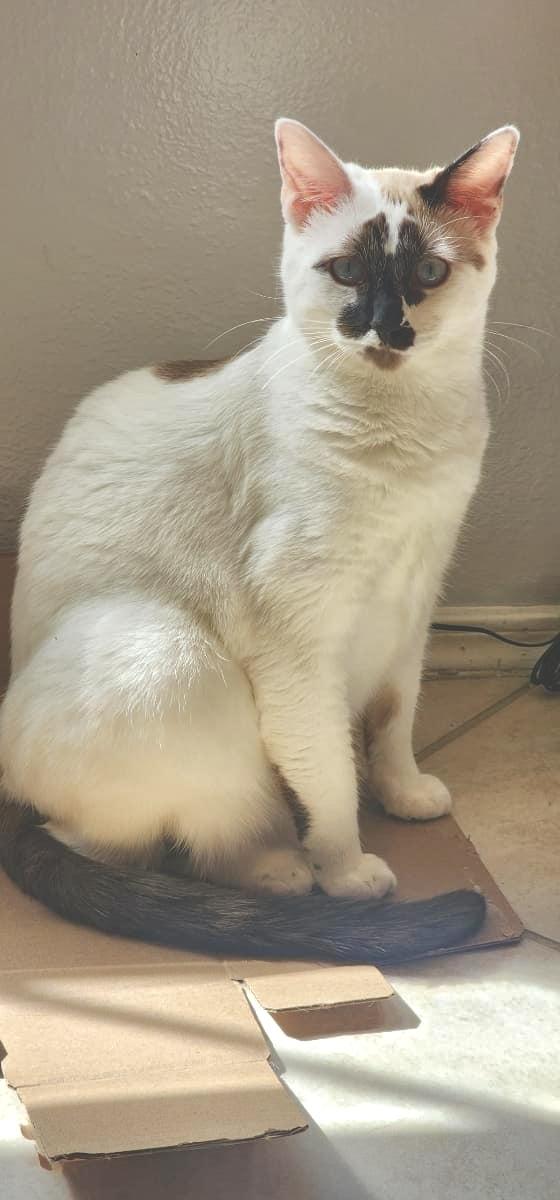 Enlarge Cotton (The PURR-colator), a Adoptable mixed breed in Sugar Land, TX image 5/6