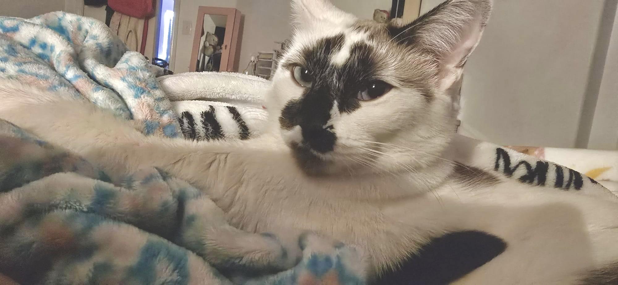 Enlarge Cotton (The PURR-colator), a Adoptable mixed breed in Sugar Land, TX image 6/6