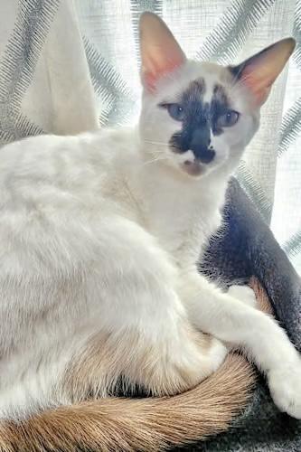 Enlarge Cotton (The PURR-colator), a Adoptable mixed breed in Sugar Land, TX image 1/6