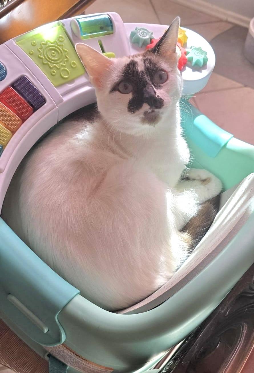 Enlarge Cotton (The PURR-colator), a Adoptable mixed breed in Sugar Land, TX image 3/6