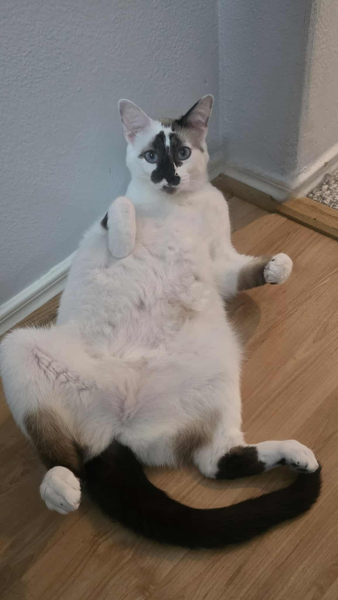 Enlarge Cotton (The PURR-colator), a Adoptable mixed breed in Sugar Land, TX image 4/6