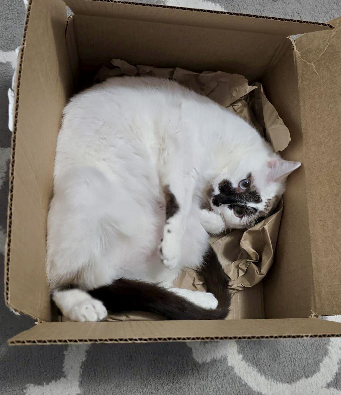 Enlarge Cotton (The PURR-colator), a Adoptable mixed breed in Sugar Land, TX image 2/6