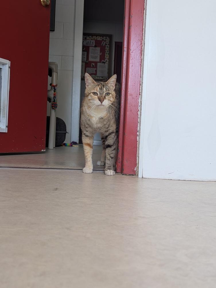 Miss Rich, Adoptable, Adult Female Domestic Short Hair.